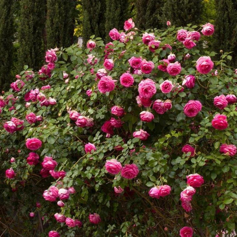 Cyclamen Eden Rose ® Trandafir Cățărător Urcător butaşi trandafiri de grădină în ghiveci sau rădăcină liberă