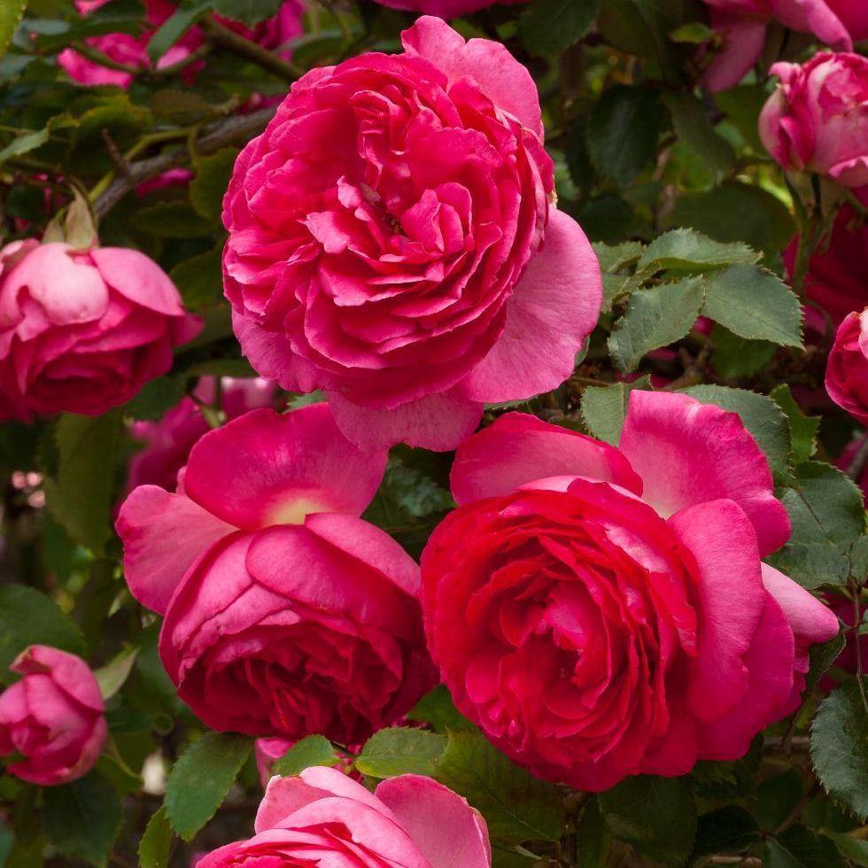 Cyclamen Eden Rose ® Trandafir Cățărător Urcător butaşi trandafiri de grădină în ghiveci sau rădăcină liberă