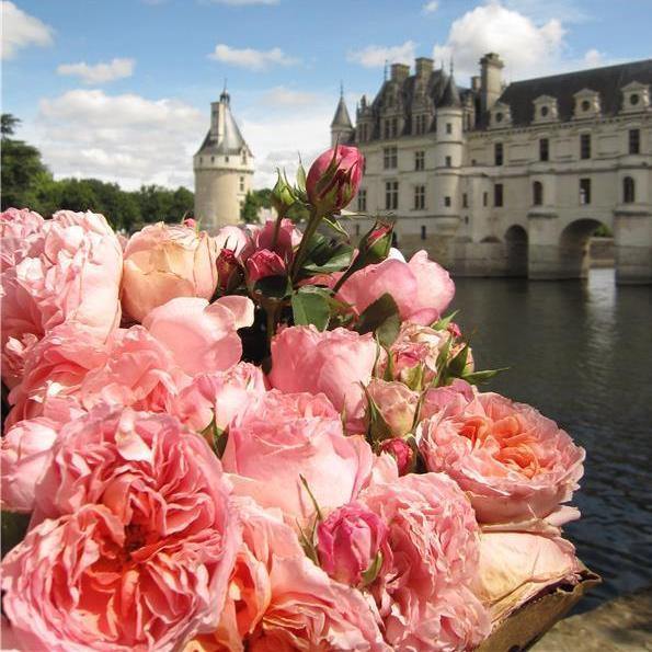 Dames de Chenonceau ® Trandafir Floribunda butaşi trandafiri de grădină în ghiveci sau rădăcină liberă