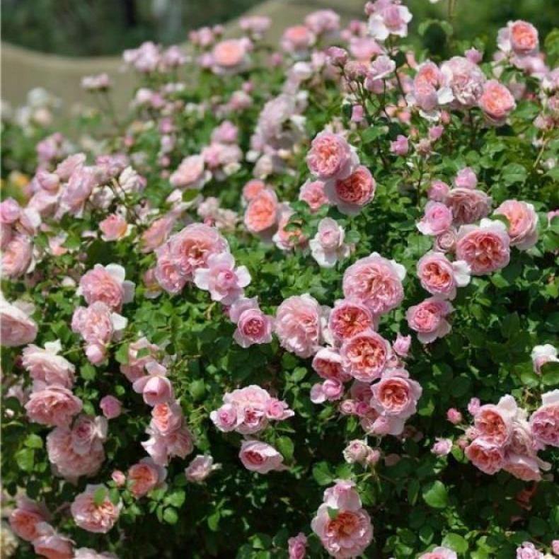 Dames de Chenonceau ® Trandafir Floribunda butaşi trandafiri de grădină în ghiveci sau rădăcină liberă