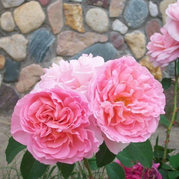 Dames de Chenonceau ® Trandafir Floribunda butaşi trandafiri de grădină în ghiveci sau rădăcină liberă