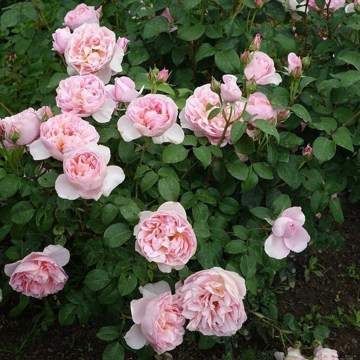 Dames de Chenonceau ® Trandafir Floribunda butaşi trandafiri de grădină în ghiveci sau rădăcină liberă