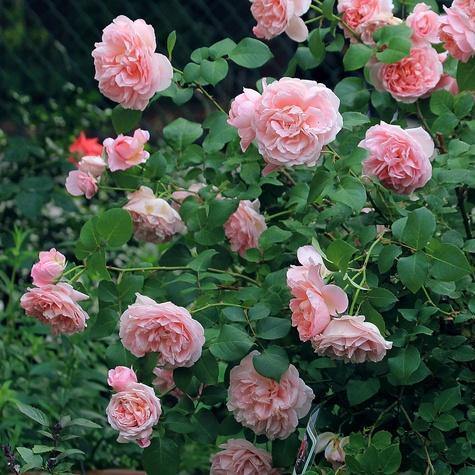 Dames de Chenonceau ® Trandafir Floribunda butaşi trandafiri de grădină în ghiveci sau rădăcină liberă