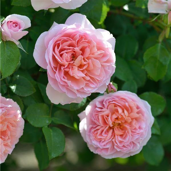 Dames de Chenonceau ® Trandafir Floribunda butaşi trandafiri de grădină în ghiveci sau rădăcină liberă