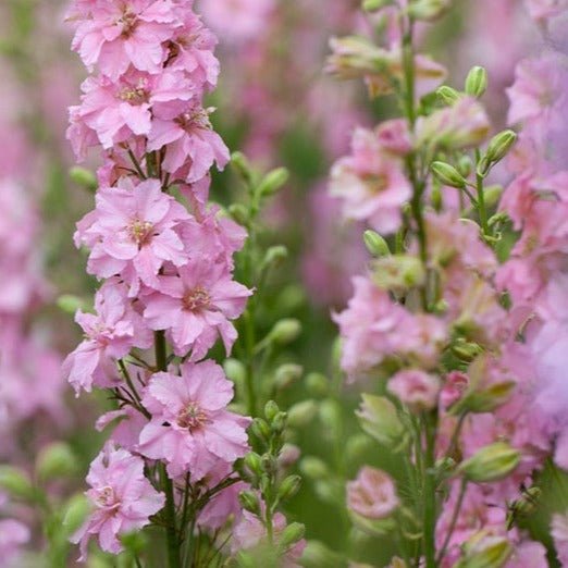 Delphinium Delgenius : JULIETTE Plants butaşi trandafiri de grădină în ghiveci sau rădăcină liberă