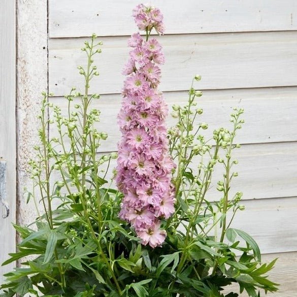 Delphinium Delgenius : JULIETTE Plants butaşi trandafiri de grădină în ghiveci sau rădăcină liberă