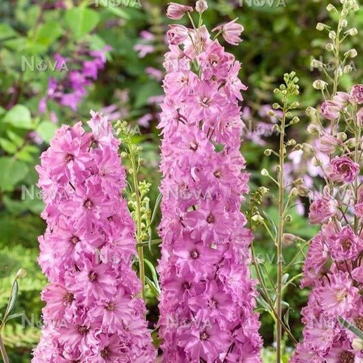 Delphinium Delgenius : JULIETTE Plants butaşi trandafiri de grădină în ghiveci sau rădăcină liberă