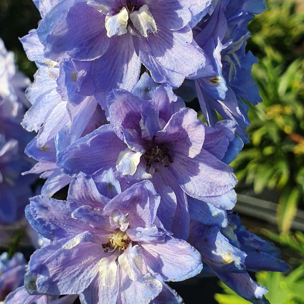 DELPHINIUM DELGENIUS : SHELBY Plants butaşi trandafiri de grădină în ghiveci sau rădăcină liberă