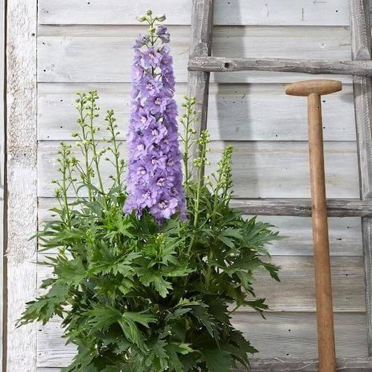 Delphinium elatum: BREEZIN butaşi trandafiri de grădină în ghiveci sau rădăcină liberă