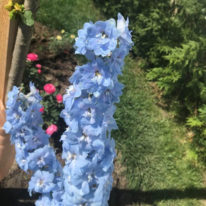Delphinium Elatum Darwin's Blue Indulgence Perene butaşi trandafiri de grădină în ghiveci sau rădăcină liberă