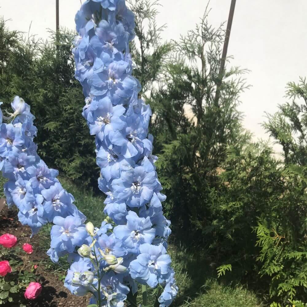 Delphinium Elatum Darwin's Blue Indulgence Perene butaşi trandafiri de grădină în ghiveci sau rădăcină liberă