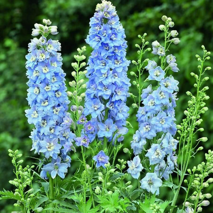 Delphinium Elatum Darwin's Blue Indulgence Perene butaşi trandafiri de grădină în ghiveci sau rădăcină liberă