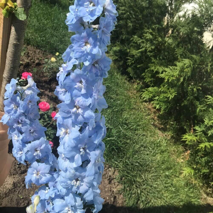 Delphinium Elatum Darwin's Blue Indulgence Perene butaşi trandafiri de grădină în ghiveci sau rădăcină liberă