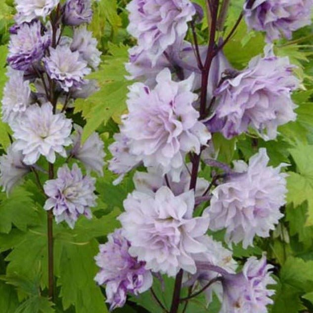Delphinium Highlander: CHA CHA Plants butaşi trandafiri de grădină în ghiveci sau rădăcină liberă