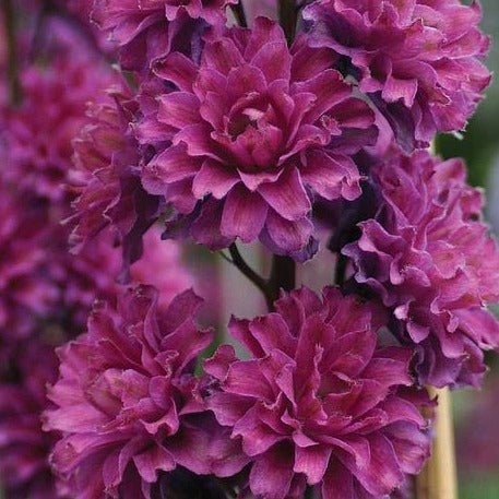 Delphinium Highlander: FLAMENCO Plants butaşi trandafiri de grădină în ghiveci sau rădăcină liberă