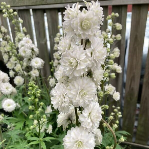 Delphinium Highlander : SAMBA Perene butaşi trandafiri de grădină în ghiveci sau rădăcină liberă