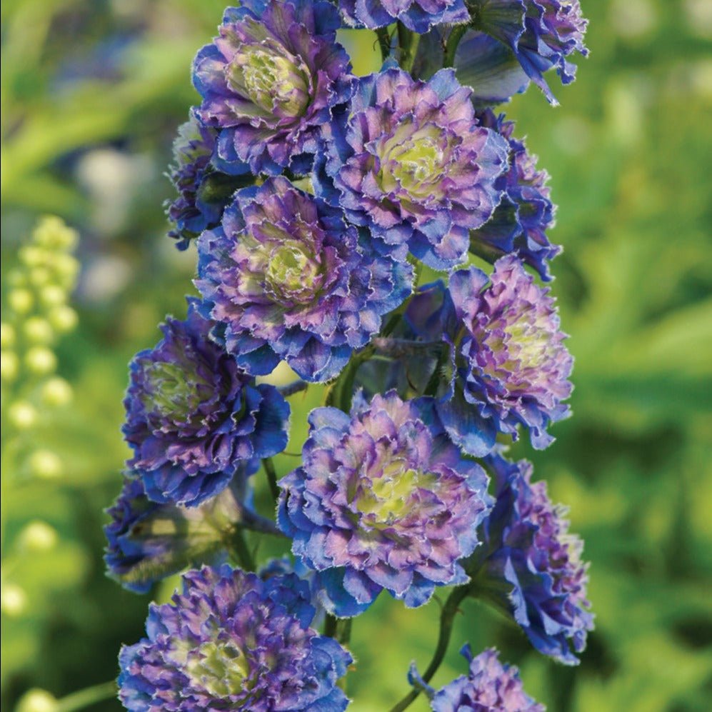 Delphinium Highlander: SWEET SENSATION Plants butaşi trandafiri de grădină în ghiveci sau rădăcină liberă