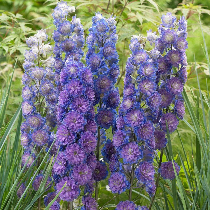 Delphinium Highlander: SWEET SENSATION Plants butaşi trandafiri de grădină în ghiveci sau rădăcină liberă