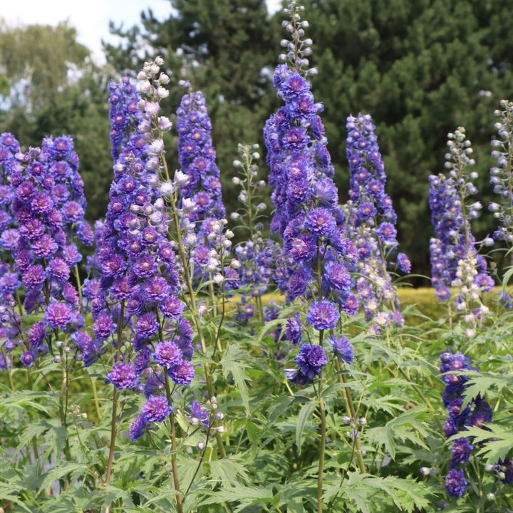 Delphinium Highlander: SWEET SENSATION Plants butaşi trandafiri de grădină în ghiveci sau rădăcină liberă