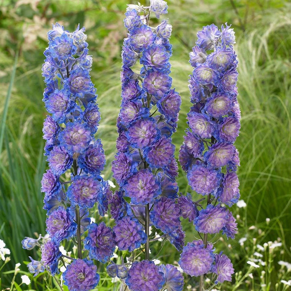 Delphinium Highlander: SWEET SENSATION Plants butaşi trandafiri de grădină în ghiveci sau rădăcină liberă