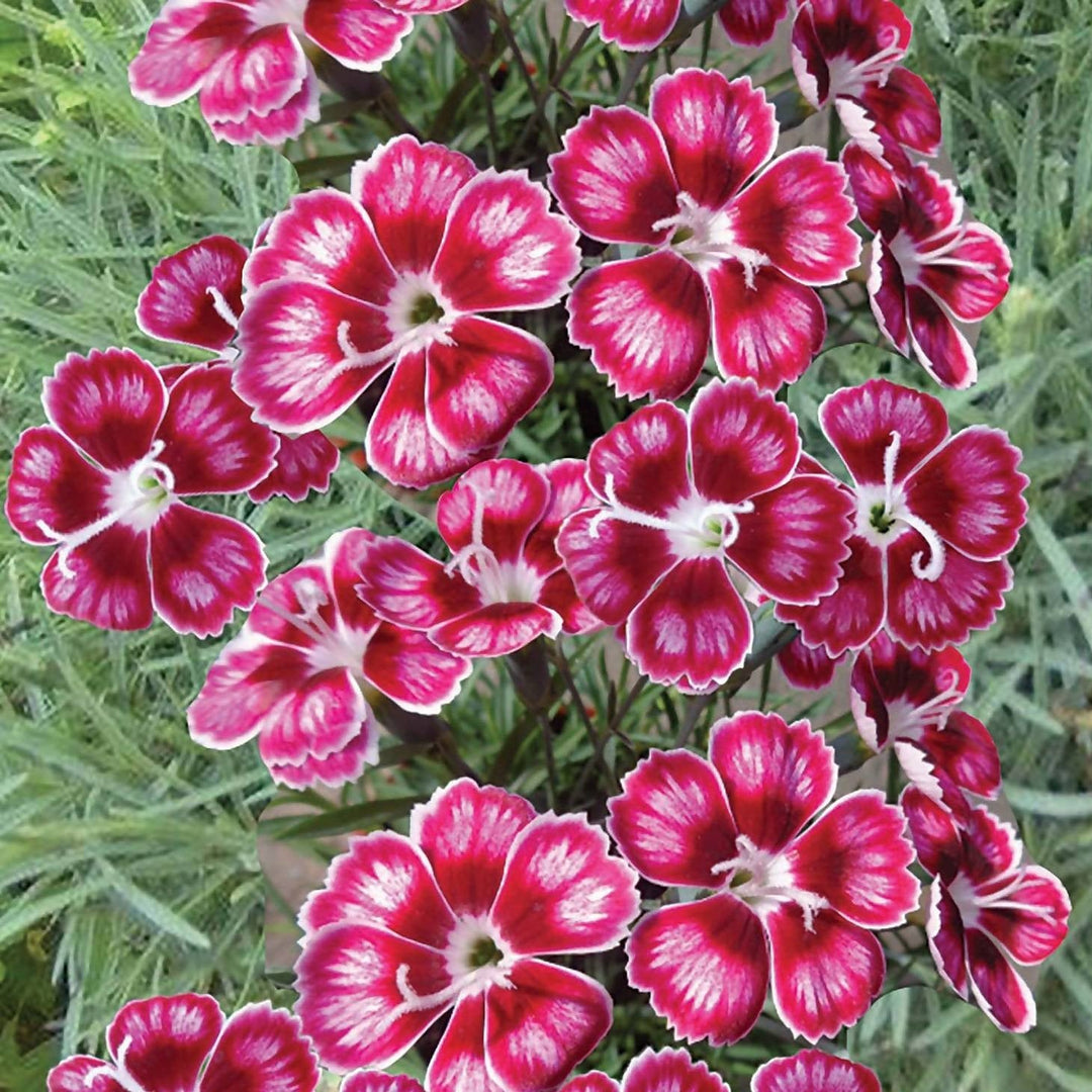 DIANTHUS : FLUTTERBUST Plants butaşi trandafiri de grădină în ghiveci sau rădăcină liberă