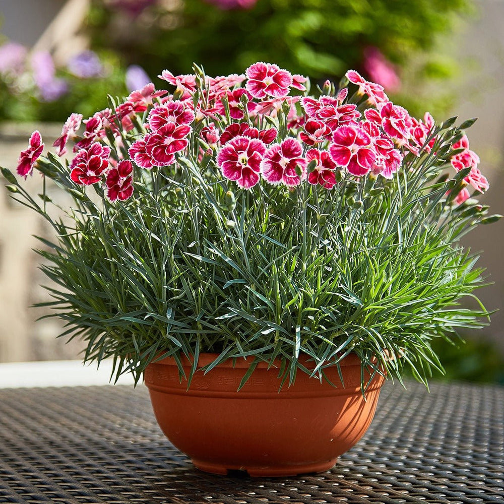 DIANTHUS : FLUTTERBUST Plants butaşi trandafiri de grădină în ghiveci sau rădăcină liberă