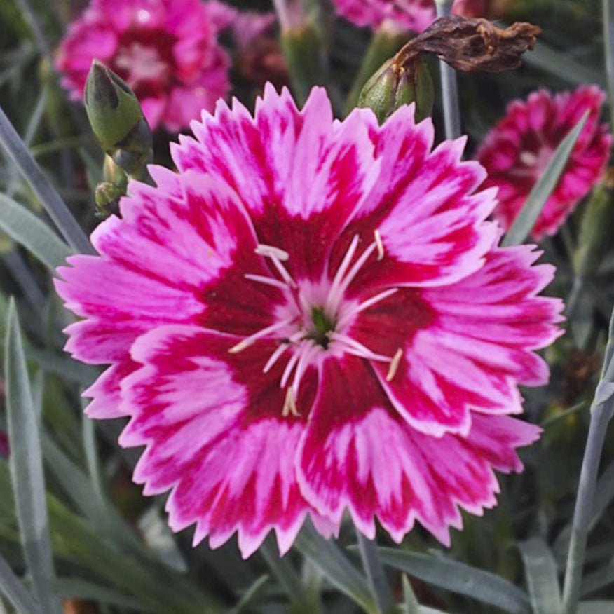 DIANTHUS : FLUTTERBUST Plants butaşi trandafiri de grădină în ghiveci sau rădăcină liberă