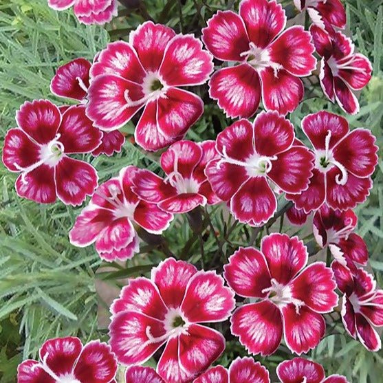 DIANTHUS : FLUTTERBUST Plants butaşi trandafiri de grădină în ghiveci sau rădăcină liberă