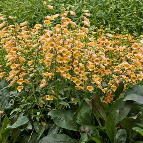 Digitalis Hybrid : GOLDCREST Plants butaşi trandafiri de grădină în ghiveci sau rădăcină liberă