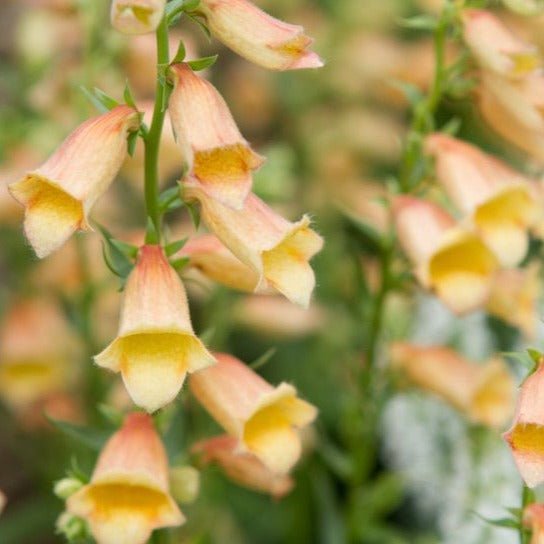 Digitalis Hybrid : GOLDCREST Plants butaşi trandafiri de grădină în ghiveci sau rădăcină liberă