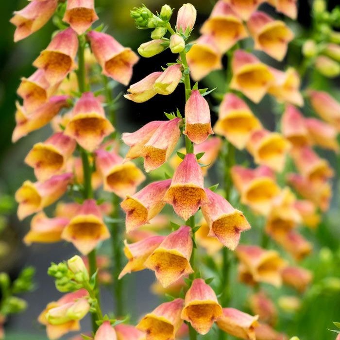 Digitalis Hybrid : GOLDCREST Plants butaşi trandafiri de grădină în ghiveci sau rădăcină liberă