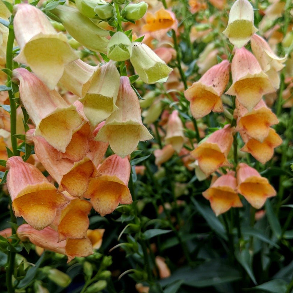 Digitalis Hybrid : GOLDCREST Plants butaşi trandafiri de grădină în ghiveci sau rădăcină liberă