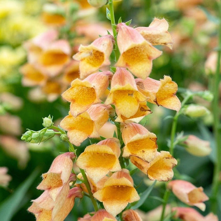 Digitalis Hybrid : GOLDCREST Plants butaşi trandafiri de grădină în ghiveci sau rădăcină liberă