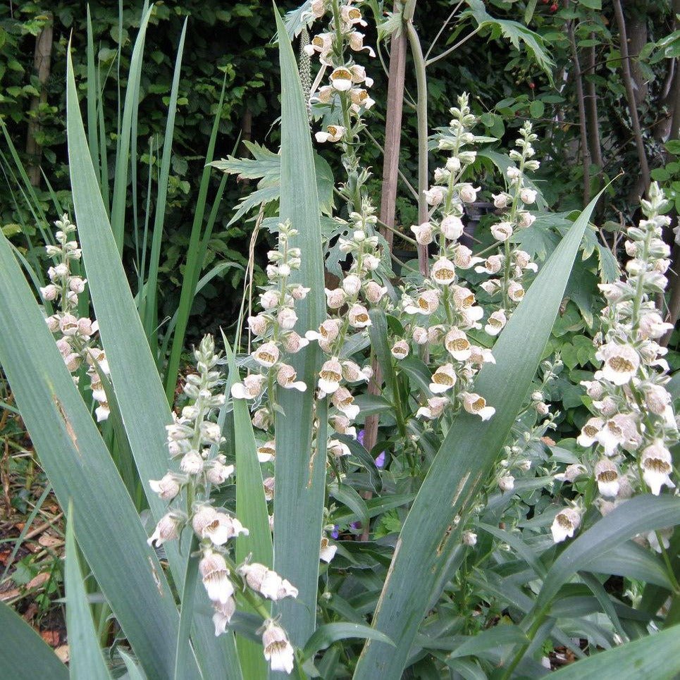 DIGITALIS LANATA : CAFE CREME Plants butaşi trandafiri de grădină în ghiveci sau rădăcină liberă