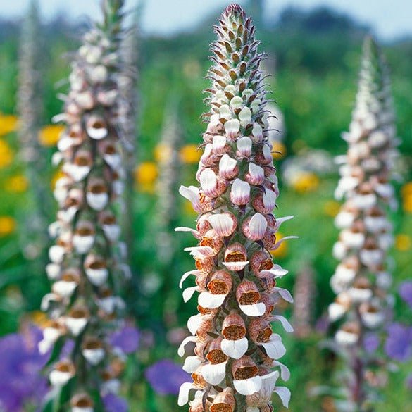 DIGITALIS LANATA : CAFE CREME Plants butaşi trandafiri de grădină în ghiveci sau rădăcină liberă