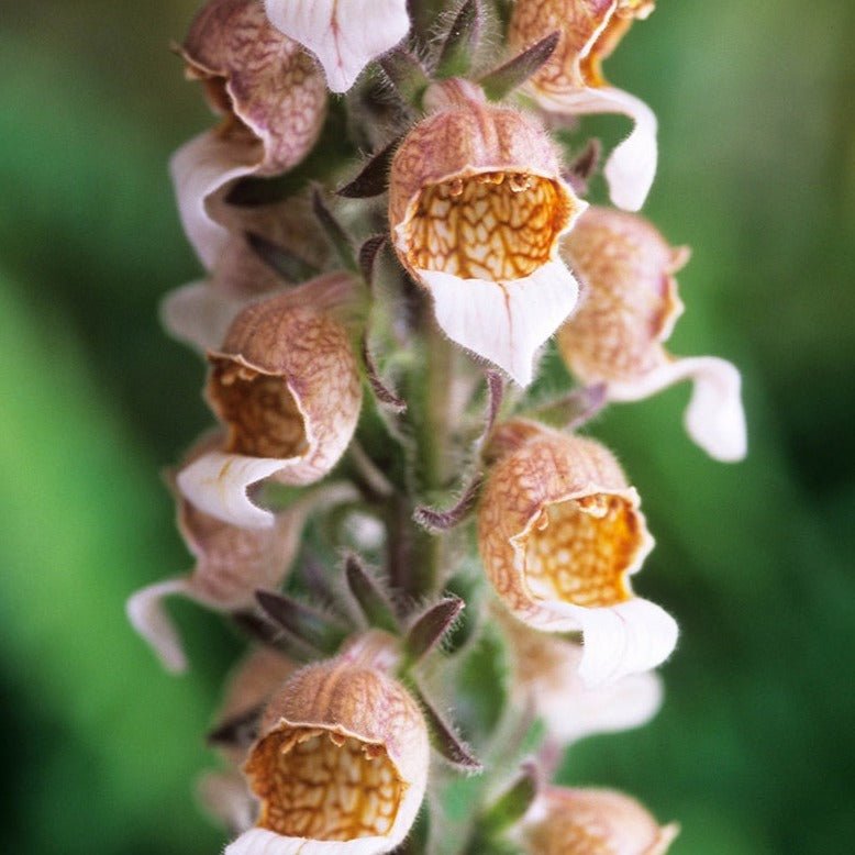 DIGITALIS LANATA : CAFE CREME Plants butaşi trandafiri de grădină în ghiveci sau rădăcină liberă