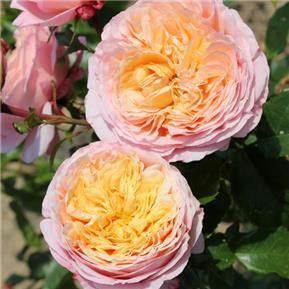 Domaine de Chantilly ® Trandafir Floribunda butaşi trandafiri de grădină în ghiveci sau rădăcină liberă