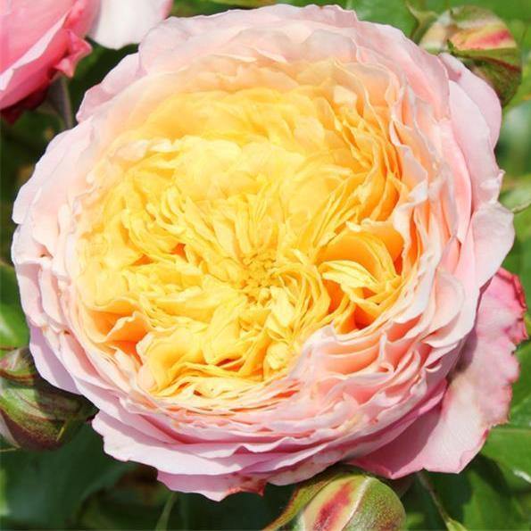 Domaine de Chantilly ® Trandafir Floribunda butaşi trandafiri de grădină în ghiveci sau rădăcină liberă