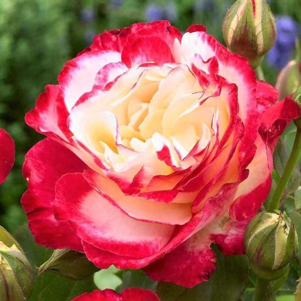 Double Delight ® Trandafir Teahibrid butaşi trandafiri de grădină în ghiveci sau rădăcină liberă