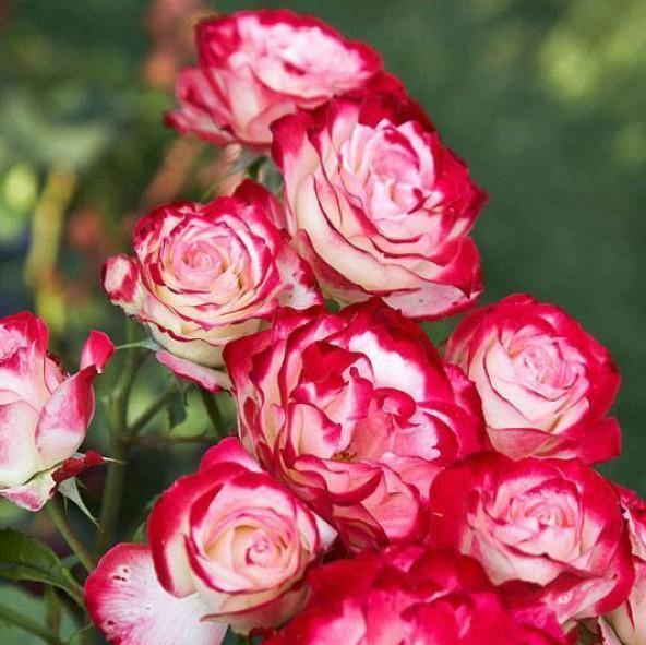Double Delight ® Trandafir Teahibrid butaşi trandafiri de grădină în ghiveci sau rădăcină liberă
