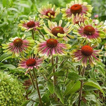 Echinacea : GREEN TWISTER Plants butaşi trandafiri de grădină în ghiveci sau rădăcină liberă