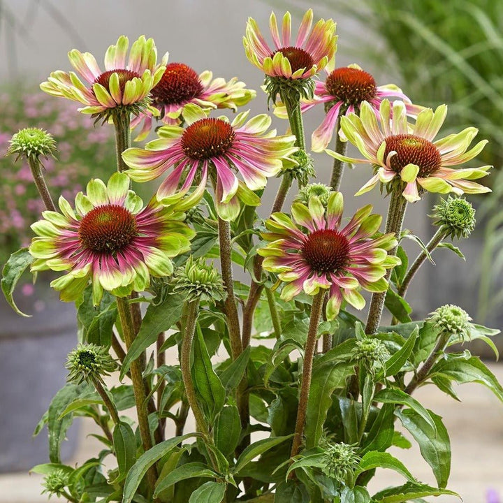 Echinacea : GREEN TWISTER Plants butaşi trandafiri de grădină în ghiveci sau rădăcină liberă