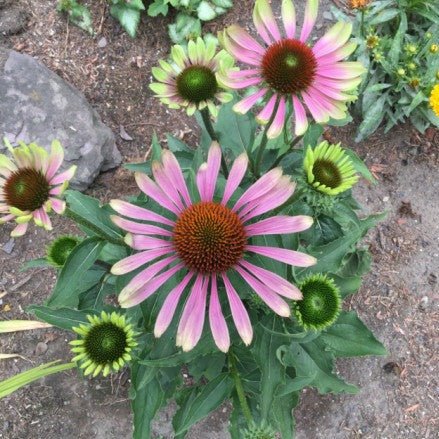 Echinacea : GREEN TWISTER Plants butaşi trandafiri de grădină în ghiveci sau rădăcină liberă