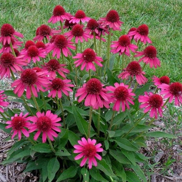 Echinacea Hybrida : DELICIOUS CANDY Plants butaşi trandafiri de grădină în ghiveci sau rădăcină liberă