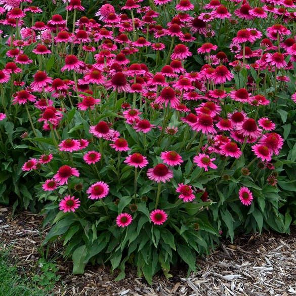 Echinacea Hybrida : DELICIOUS CANDY Plants butaşi trandafiri de grădină în ghiveci sau rădăcină liberă