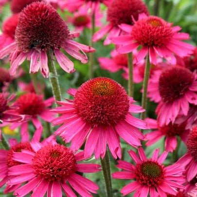 Echinacea Hybrida : DELICIOUS CANDY Plants butaşi trandafiri de grădină în ghiveci sau rădăcină liberă