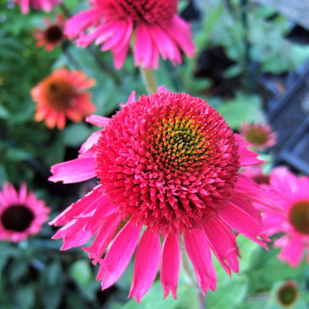 Echinacea Hybrida : DELICIOUS CANDY Plants butaşi trandafiri de grădină în ghiveci sau rădăcină liberă