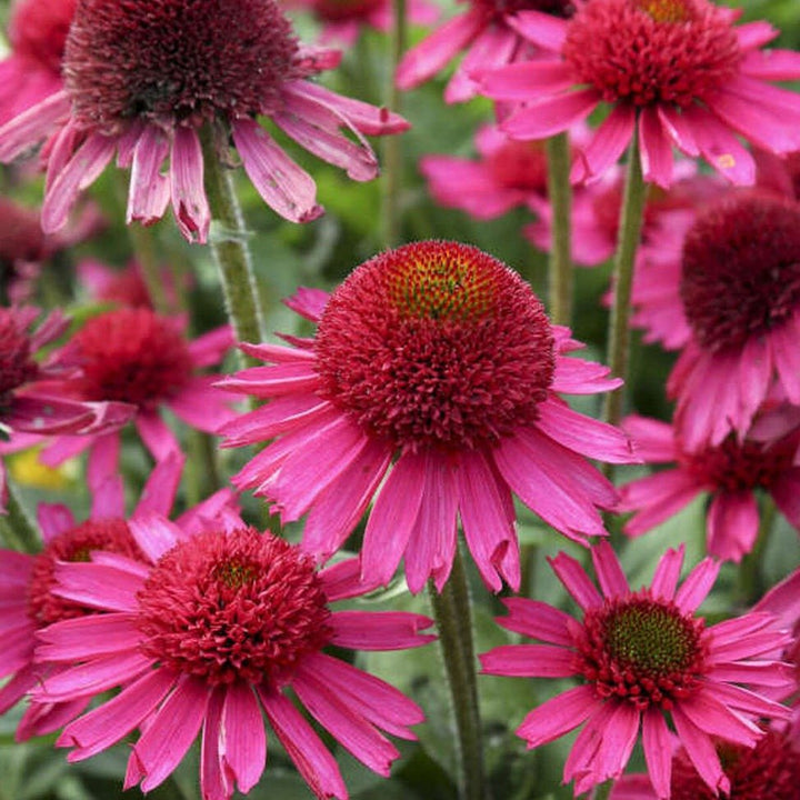 Echinacea Hybrida : DELICIOUS CANDY Plants butaşi trandafiri de grădină în ghiveci sau rădăcină liberă