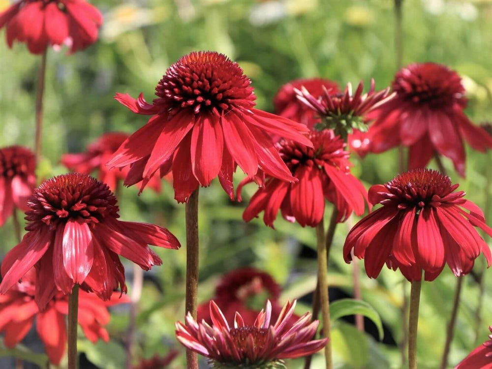 Echinacea hybrida: ECCENTRIC butaşi trandafiri de grădină în ghiveci sau rădăcină liberă