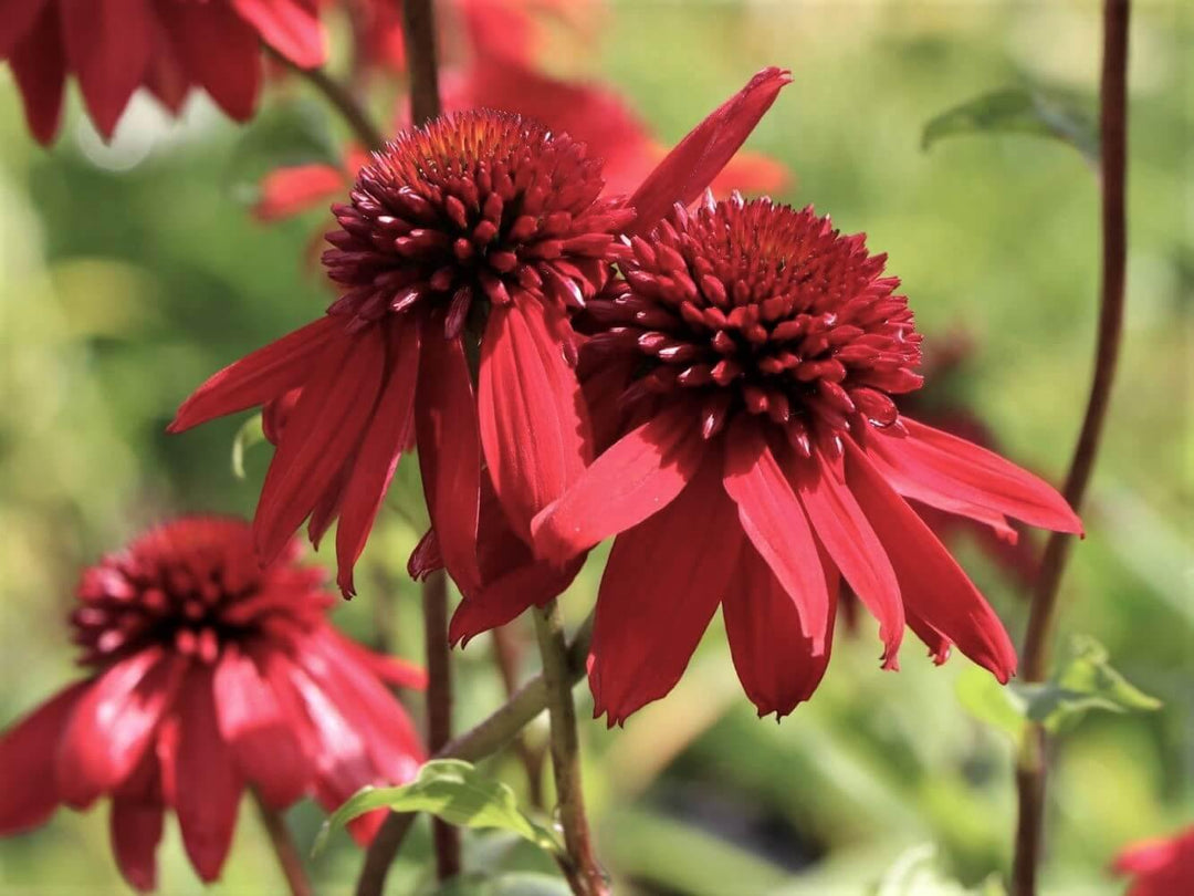 Echinacea hybrida: ECCENTRIC butaşi trandafiri de grădină în ghiveci sau rădăcină liberă